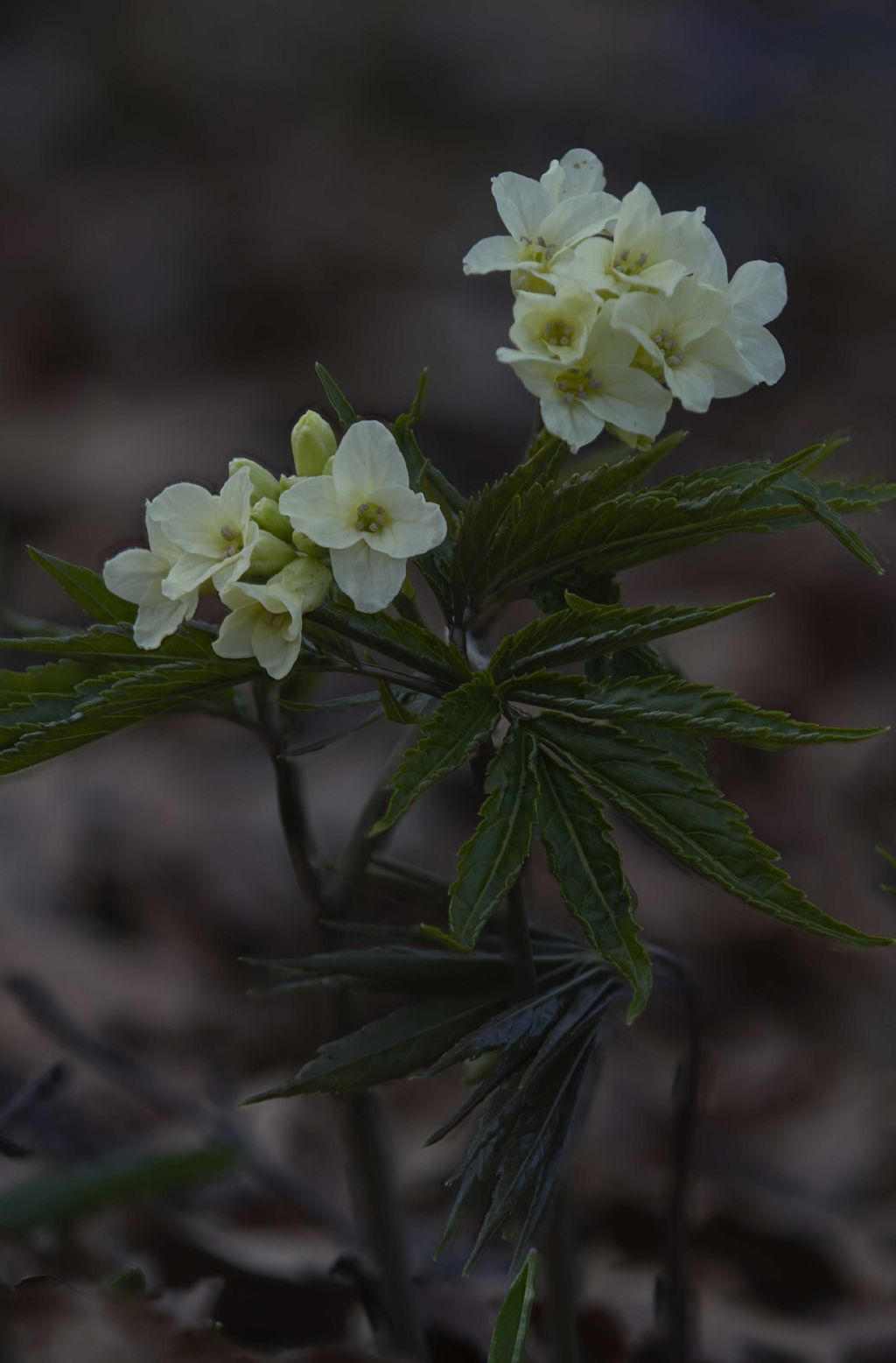 identificazione pianta
